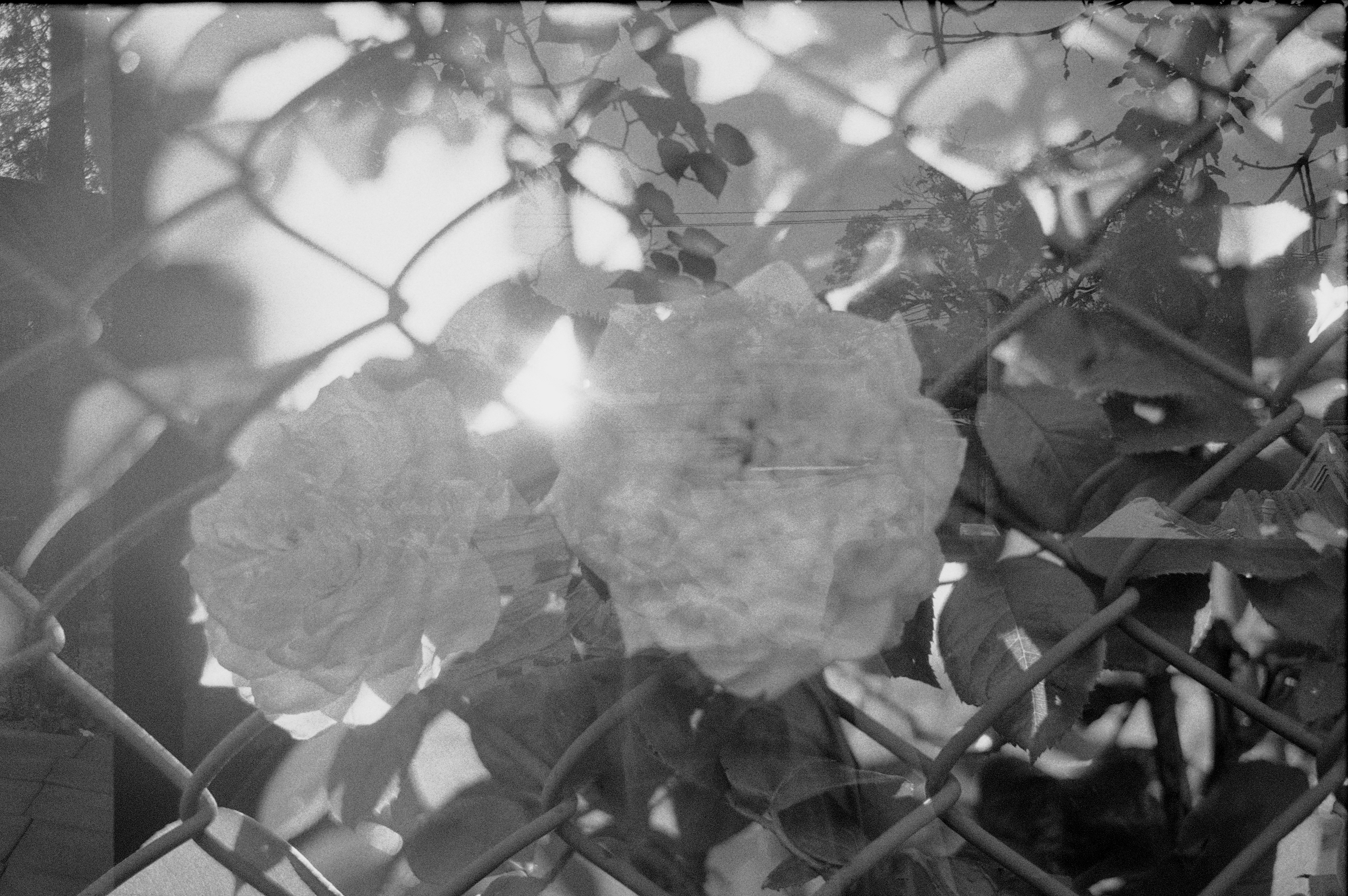 Photography Series 04, image 8